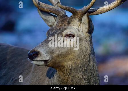 Rothirschmännchen mit Geweih sieht aufmerksam aus, Kopfportrait, Herbst, Nordrhein-westfalen, (Cervus elaphus), Deutschland Stockfoto