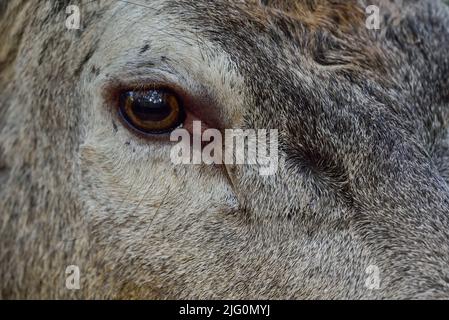 Rothirsch männlicher Kopf Nahaufnahme, Kopfportrait, Herbst, Nordrhein-westfalen, (Cervus elaphus), Deutschland Stockfoto