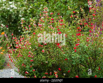 Frei blühender halbharter Salbei-Strauch, Salvia Microphylla 'Hot Lips' mit roten und weißen zweifarbigen Blüten Stockfoto