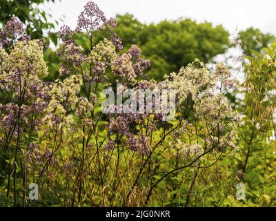 Violette Knospen und gelbe Blütenstände der hohen, winterharten, mehrjährigen Hybrid-Wiesenraute, Thalictrum 'Elin' Stockfoto