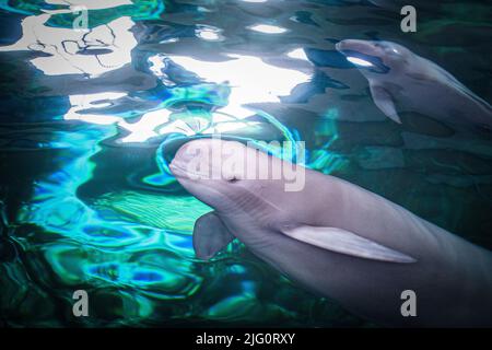 (220706) -- WUHAN, 6. Juli 2022 (Xinhua) -- Yangtze F9C22 schwimmt mit seiner Mutter im Wasser am Institut für Hydrobiologie (IHB) der Chinesischen Akademie der Wissenschaften in Wuhan, Provinz Hubei in Zentralchina, 29. Juni 2022. Am 27. Juni brachte das F9C22-Schweineporpoise Fujiu um 21:35 ein Baby zur Welt.Dies ist ein Erfolg bei der künstlichen Zucht und Reproduktion der Art.in den letzten Jahren hat sich das IHB mit verschiedenen Forschungs- und Schutzinstituten zusammengetan, um die Tiere zu züchten und zu reproduzieren. Und gewann Früchte in Bereichen wie Schweinswal künstliche Zucht und r Stockfoto