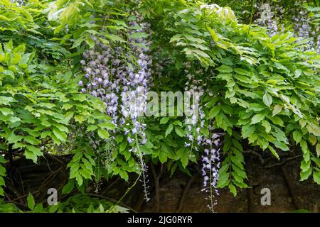 Blühende Glyzinie ein schöner fruchtbarer Baum mit duftenden violetten Blüten in hängenden Trauben Stockfoto