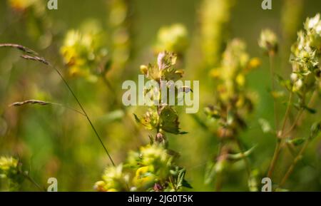 Freyns Hahnenkamm hoch in den Bergen im Frühling Stockfoto