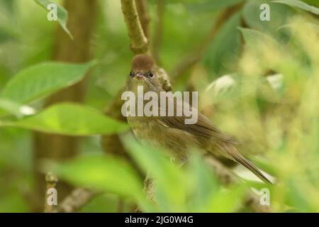 Schwarzmückenwaldsänger (Weibchen) in dichtem Gebüsch am Waldrand. Bergisches Land, Deutschland. Stockfoto