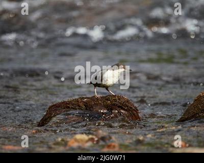 Juvenile Dipper (Cinclus cinclus) im Fluss Ness, Inverness, Schottische Highlands, Großbritannien Stockfoto