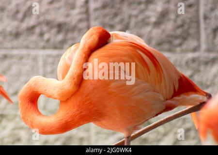 Im Sommer steht im Cape May Zoo ein rosa lamonenfarbener Flamingo allein im Freien Stockfoto