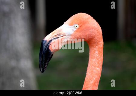 Im Sommer steht im Cape May Zoo ein rosa lamonenfarbener Flamingo allein im Freien Stockfoto