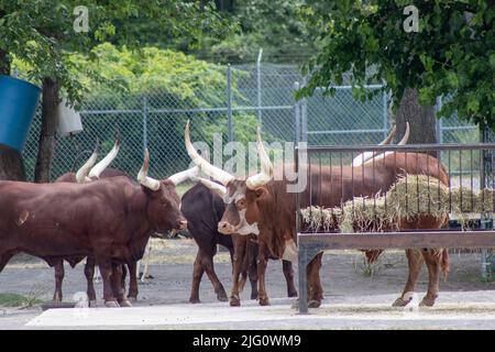 Eine kleine Tochter von Ankole Longhorn Rindern versammelt sich in der Mittagshitze des Sommers im Cape May Zoo Stockfoto