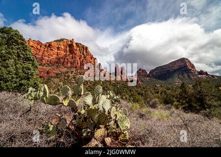 Kaktus wächst auf den Fußhügeln der riesigen Berge, Sedona, AZ, USA Stockfoto