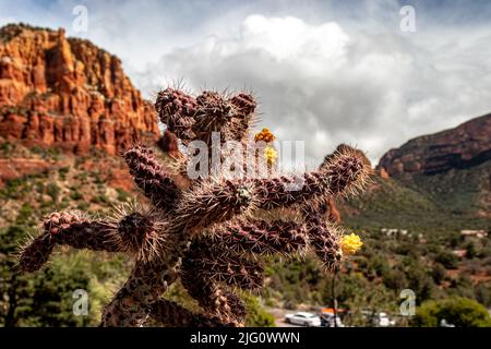 Dornen und Blumen an den Ausläufern der riesigen roten Berge, AZ, USA Stockfoto