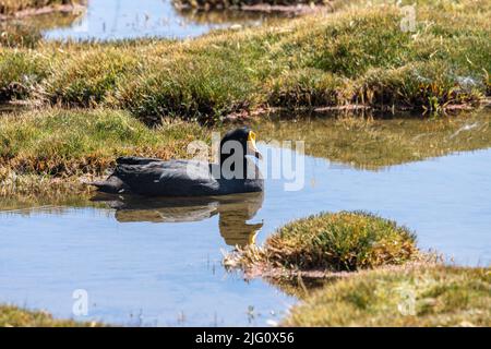 Ein Riesenhuhn, Fulica gigantea, in einem Feuchtgebiet im Lauca-Nationalpark auf dem hohen altiplano im Norden Chiles. Stockfoto