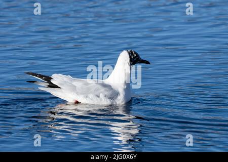 Eine Andenmöwe, Chroicocephalus serranus, im Brutgefieder am Chungara-See, Lauca-Nationalpark, Chile. Stockfoto