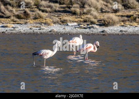 Chilenische Flamingos in einem kleinen Salzsee auf dem andenaltiplano im Lauca Nationalpark im Nordosten Chiles. Stockfoto