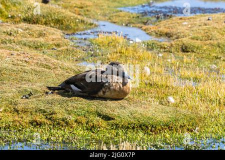 Eine südamerikanische Haubenente, Lophonetta specularioides, in einem Feuchtgebiet im Lauca-Nationalpark auf dem altiplano in Chile. Dies ist die Unterart Andea Stockfoto