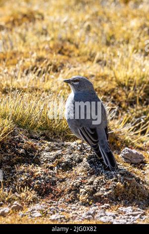 Ein Gletscherfinch, Idiopsar-Speculifer, in einem Feuchtgebiet im Lauca-Nationalpark auf dem hohen altiplano im Nordosten Chiles. Stockfoto