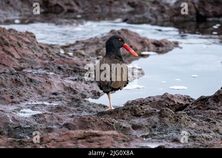 Ein schwärzer Austernfischer, Haematopus ater, am felsigen Strand des Pazifischen Ozeans in Antofagasta, Chile. Stockfoto