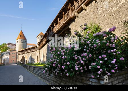 Tallinn, Estland. Juli 2022. Blick auf Nuns Turm und Stadtmauer Plattform und mittelalterliche Stadtmauer in der Altstadt Stockfoto