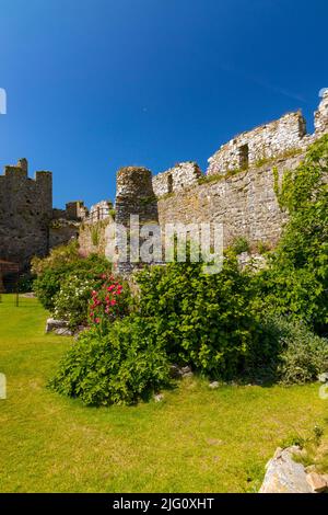 Die farbenfrohe Bepflanzung im Inneren der historischen Manorbier Castle Walls aus dem 12.. Jahrhundert in Pembrokeshire, Wales, Großbritannien Stockfoto