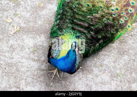 Ein einzelner, blauer, männlicher Pfau zeigt sein wunderschönes Federgefieder Stockfoto