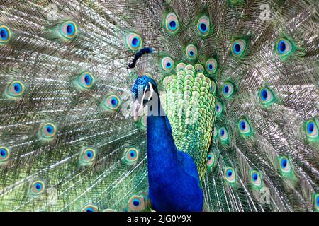 Ein einzelner, blauer, männlicher Pfau zeigt sein wunderschönes Federgefieder Stockfoto