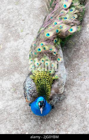 Ein einzelner, blauer, männlicher Pfau zeigt sein wunderschönes Federgefieder Stockfoto