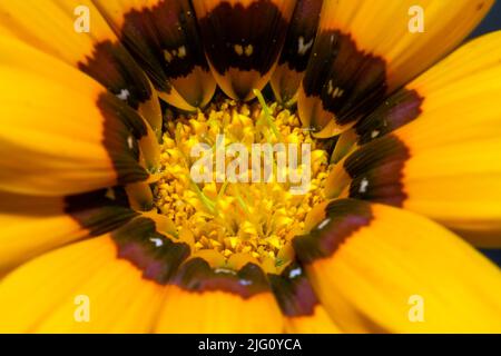 Nahaufnahme einer gelben Rudbeckia-Blume auf dunklem Hintergrund Stockfoto