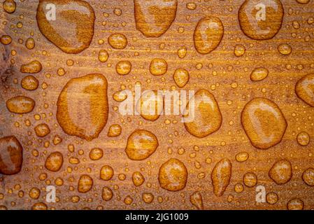 Horizontaler Hintergrund aus lackiertem verbranntem Holz mit glänzenden Wassertropfen aus dem Regen, nassen Holzplanken Stockfoto