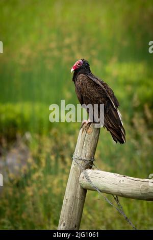 Putenbussard auf einem Zaun Post Stockfoto