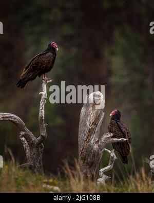 Putenbussards auf einem Barsch Stockfoto