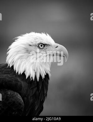 Weißkopfseeadler-Profil in Schwarz und Weiß Stockfoto