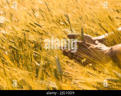 Nahaufnahme einer männlichen Hand, die sanft die Ernte von trockenen Getreidepflanzen in warmem, weichem Licht auf einem Feld streichelte, eine Landwirtschaft, die mit Emotionen aufgenommen wurde. Stockfoto