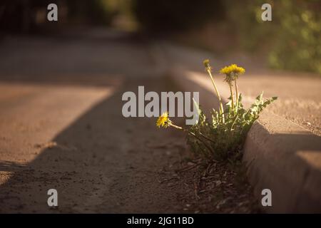 Der Dandelion wächst auf asphaltierter Straße Stockfoto