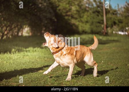 Ein Fawn Labrador spielt auf einem Spaziergang mit einem Ball Stockfoto