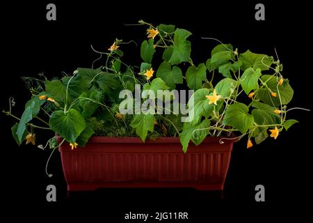 Gurken in einer Pflanzkiste auf dunklem Grund anbauen Stockfoto