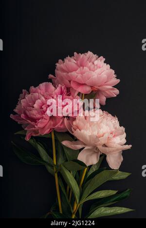 Drei rosa Pfingstrosen-Blüten auf schwarzem Hintergrund Stockfoto