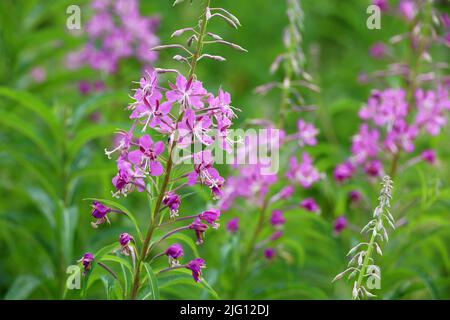 Rosa Blüten von Weidenkraut (Ivan-Tee, Feuerkraut) im grünen Gras des Sommerfeldes Stockfoto