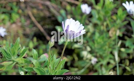 Nahaufnahme von schönen weißen Blüten von Dimorphotheca pluvialis auch bekannt als Cape Rain Gänseblümchen, Ringelblume, Wetterprophet, White Namaqualand Gänseblümchen etc. F Stockfoto