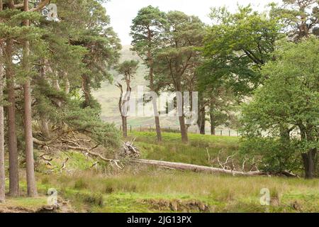 Trog des Bowland Valley im Wald von Bowland Gebiet von außergewöhnlicher natürlicher Schönheit Stockfoto