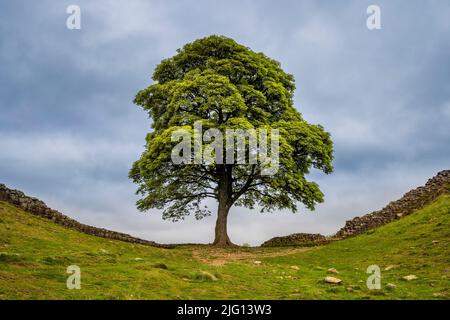 Der Sycamore-Baum bei Sycamore Gap entlang der Hadrianmauer, Northumberland, England Stockfoto