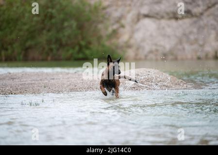 Schöne junge belgische malinois Schäferhündin, die ins Wasser des Sees läuft. Stockfoto