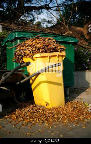 Abfalleimer voller trockener Baumblätter im Herbst Stockfoto