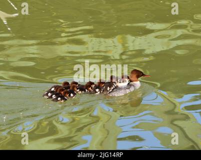 Gewöhnliches Merganserweibchen mit Huhn in der Donau bei Melk Stockfoto