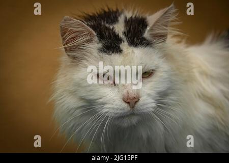 Weißes und schwarzes männliches Katzengesicht mit gelben Augen und rosa Schnauze Stockfoto