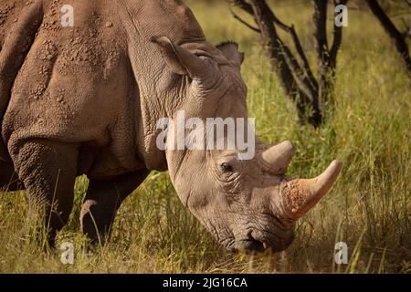 Ein Weißes Nashorn in Waterberg Wilderness, Namibia Stockfoto