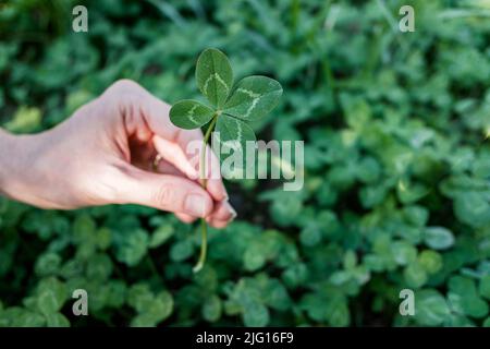 Die Hand der Frau hält eine glückliche vierblättrige Kleeblatt-Pflanze. Stockfoto