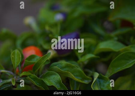 Farbenfrohe Pfefferpflanzen - heiße, kalte Paprika in weichem Brennpunkt. Kleine rote und lila heiße Chilli auf einem Zweig, Nahaufnahme. Stockfoto