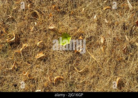 Einsames grünes Blatt zwischen gelben trockenen Blättern auf trockenem gelben Gras, für den Einsatz als abstrakter Hintergrund und Textur. Stockfoto