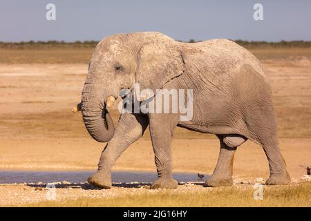 Ein alter Elefant, der über die Savannah im Etosha Nation Park, Namibia, spaziert Stockfoto