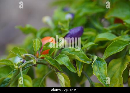 Farbenfrohe Pfefferpflanzen - heiße, kalte Paprika in weichem Brennpunkt. Kleine rote und lila heiße Chilli auf einem Zweig, Nahaufnahme. Stockfoto