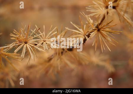 Reihe von gelben Kiefernnadeln auf einem Baum im Pfälzer Wald von Deutschland an einem Herbsttag. Stockfoto